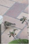 Fringilla coelebs