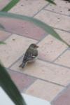 Fringilla coelebs