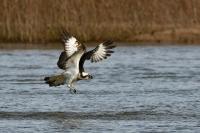 Pandion haliaetus