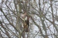 Buteo buteo