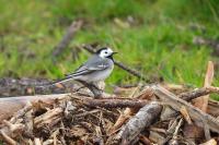 Motacilla alba alba