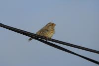 Emberiza calandra