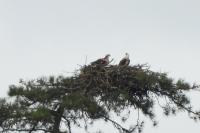 Pandion haliaetus