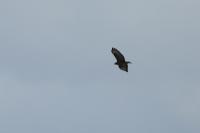 Buteo buteo