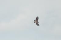 Buteo buteo