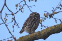 Athene noctua