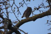 Athene noctua