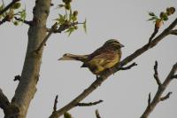 Emberiza cirlus