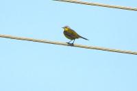 Motacilla flava