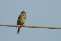 Emberiza calandra