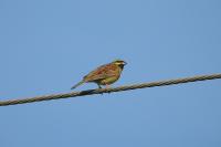 Emberiza cirlus