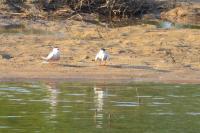 Sterna hirundo