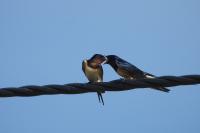 Hirundo rustica