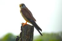 Falco tinnunculus