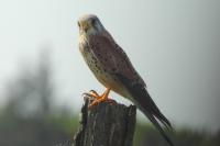 Falco tinnunculus