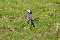 Motacilla alba alba