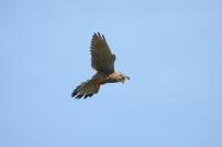 Falco tinnunculus