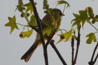 Emberiza cirlus