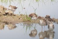 Calidris pugnax