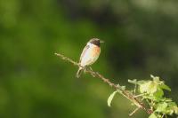 Saxicola rubicola