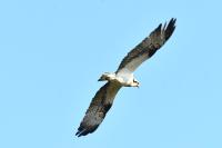 Pandion haliaetus