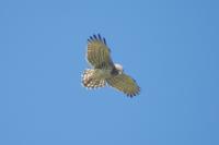 Circaetus gallicus