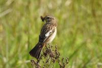 Saxicola rubicola