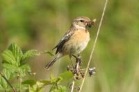 Saxicola rubicola