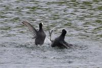 Fulica atra