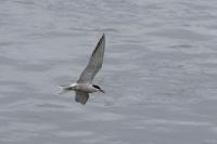 Sterna hirundo