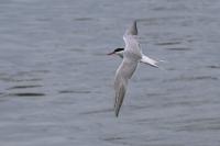 Sterna hirundo