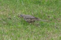 Turdus viscivorus