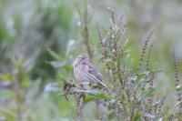 Emberiza calandra