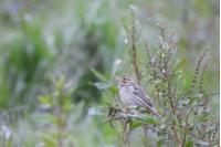 Emberiza calandra