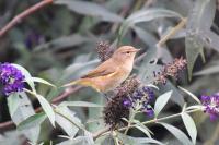 Phylloscopus collybita