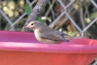Phylloscopus collybita