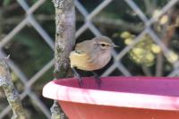 Phylloscopus collybita