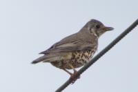 Turdus viscivorus
