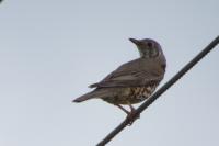 Turdus viscivorus