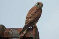 Falco tinnunculus