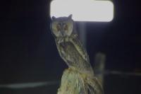 Asio otus