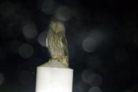 Asio otus