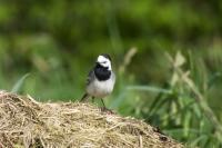 Motacilla alba