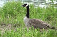 Branta canadensis