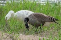 Branta canadensis