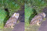Asio otus