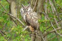 Asio otus