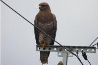 Buteo buteo