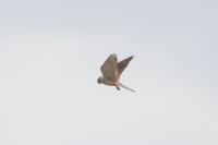 Falco tinnunculus