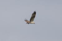 Pandion haliaetus